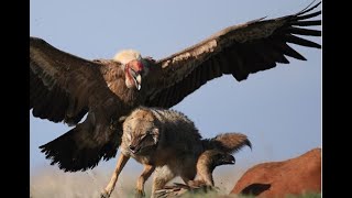 VULTURE BIRD (THE BEST IN CLEANING NATURE)