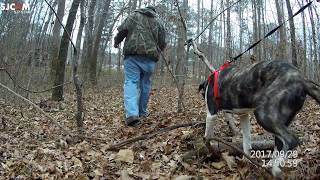 Tracking deer with a dog rescued from pound