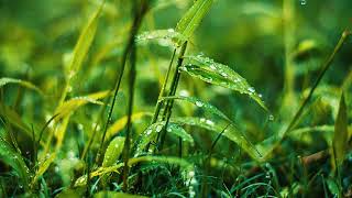 Cozy Rainy Day Vibes Perfect Background for Meditation and Yoga