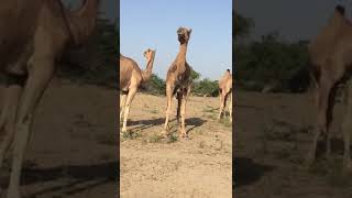 #FemaleCamel with two Baby