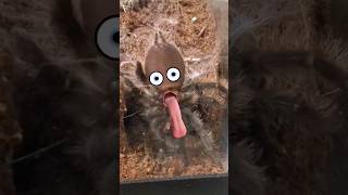 Tarantula Man!