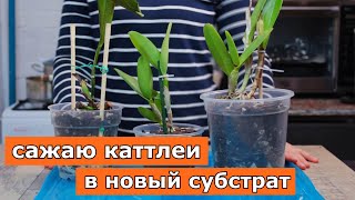 ПЕРЕСАДКА КАТТЛЕЙ в готовый субстрат (Катька из мусорки, разный способ крепления в горшочках, и др.)