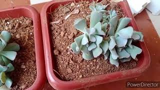 Echiveria Topsy Turvey plant care and repotting.#Echiveriaplantcare