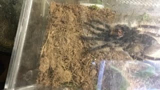 Live Curly Hair Tarantula molt! - Part 2 Thursday Night Live Tarantula Stream - Commander