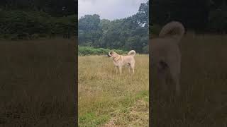 Kangal barking #kangal #kangalköpeği #anadoluçobanköpeği #dogbarking #bigdog #guarddog #dogshorts