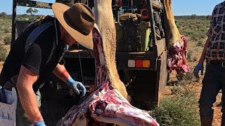 Live: Harvesting Camel