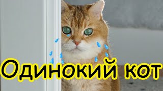 The Kiffness x Lonely Cat - Одинокий кот - на русском языке