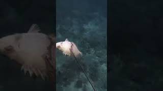 Rabbit Fish #dalaguetespearovlog #spearfishing #fishingvideo