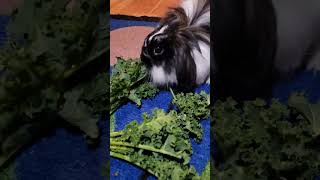 LIONHEAD RABBIT EATING KALE VEGETABLE #asmr #shortvideo #youtubeshorts # LIONHEAD RABBIT