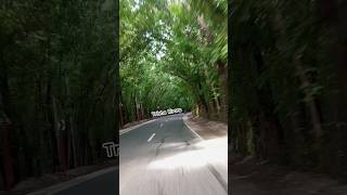 Traveling to Man Made Forest #shorts  #manmadeforest  #travel #song