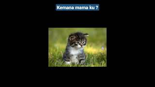 Anak kucing lucu #kucing #kucinglucu #cat