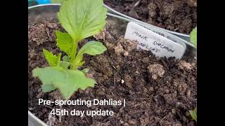 PRE-SPROUTING DAHLIAS | 45th Day Update | Greenhouse Growing | Zone 8B