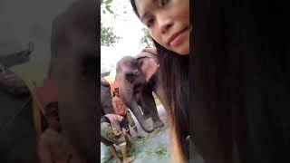 #bali #safari #elephant #love #the #animals #balisafari