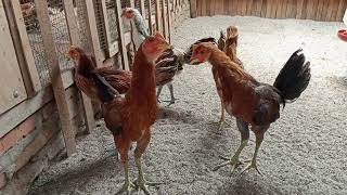 BETINA AYAM PELUNG USIA 3 BULAN