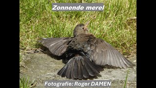 Zonnende merel