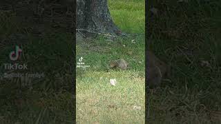 3 🐿️ #wildlife #squirrel #animals