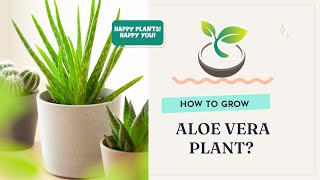 🍀🌸🌿 How to Grow Aloe Vera Plant: Uncover the Secrets of Healthy Growth