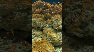 underwater world #shorts #ytshorts #underwater #creatures #ocean #seaanimal #entertainment