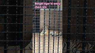 Bengal tiger entry in lahore # tiger#lahorezoo #bengaltiger #shortsyoutube #zahidavlog #youtuber