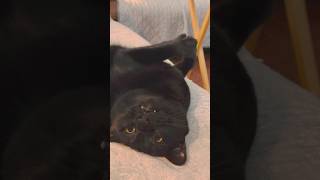 Black cat previews her teefies and murder mitten