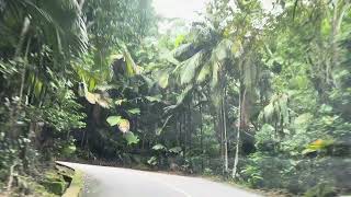 Driving through Vallée de Mai, Praslin, Seyschelles