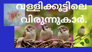 Birds Nest in Turtle vine plant/ Sparrow/ കുരുവിക്കൂട്/ വീട്ടിലെ അതിഥികൾ.