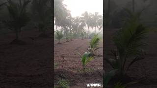 ரம்மியமான காலைப்பொழுது #shortsfeed #viralshort #gardening #winter #nature #naturelovers