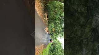 A Big Group Of Deer Were Seen Crossing The Road In Dandeli Jungle