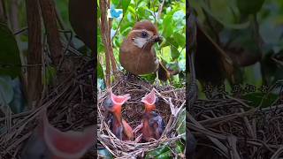 Bird 🐦 feeding insects 🐝 🐝 and worms 🐛🐛 to chicks #reels #vlog