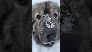 Kronk is the abominable snowman? #livestockguardiandog #workingdog #farmdog #sarplaninac