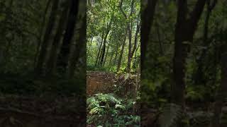 Natural Sound in wild forest #travellersfootprint #shorts #gavi #forest #naturalsounds #nature