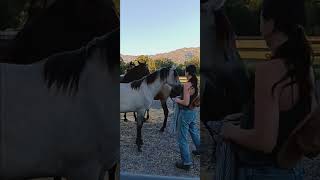 Peekaboo with Kiger/Andalusian filly.