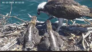 Port Lincoln Osprey 01.11.2024 15:03