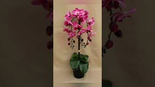 Indoor plants #latest indoor plants #ytshortsvideos