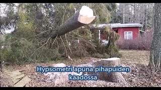 Hypsometri apuna pihapuiden kaadossa