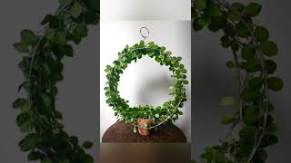 indoor plants ideas | plants Decoration ideas #indoorplants #ytshortsvideo #homedecoridea