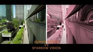 HUMAN VISION VS SPARROW VISION - TECHNEX 2022