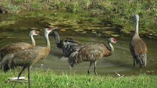 Stop Action Sandhill Crane Bath