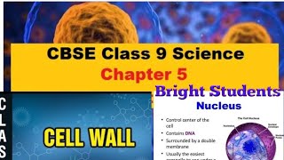 Class 9,,, Science Biology,,,Ch 5 The Fundamental Unit Of Life,,, (Part 3)