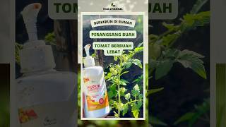 Cara agar tomat berbuah lebat berikan perangsang buah #berkebun #berkebundirumah #tomat #tanamtomat