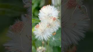 Natural red flower ragleaf  || Home Gardening | #flowers #youtubeshorts #trending