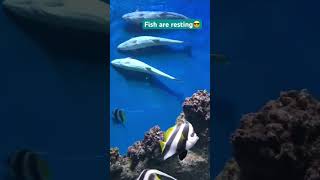 #viral #fypシ #shortvideo #nature #beautiful #foryou #fypシ゚viral #water #fish #rest #enjoy #chill