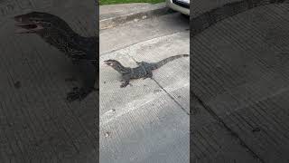 Large Monitor Lizard Eat & walk free in Park Land,Bangkok Thailand..