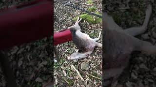 Tools for extracting deer