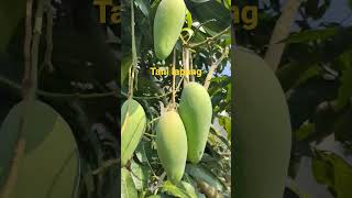 BUAH MANGGA TANI LAPANG