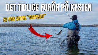 Havørredfiskeri  - Det tidlige Forår på kysten - Et par store "bamser"