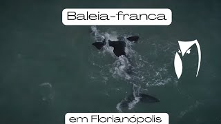 Baleia-franca com filhote em Florianópolis SC