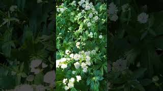 Summer Flowers |Mississauga Park