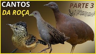 25 Cantos De Aves Que "TRAZEM RECORDAÇÕES e SAUDADES" Da ROÇA / Parte 3!