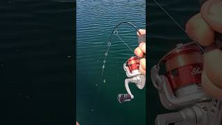 I Lost A MONSTER On The Kids Pole! #fishing #shorts #nature #outdoors #trending #viral #fish #ocean